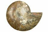 Cut & Polished Ammonite Fossil (Half) - Madagascar #318096-1